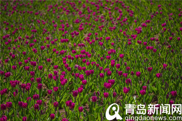 花色雍容亭亭立 中山公园郁金香露芳容