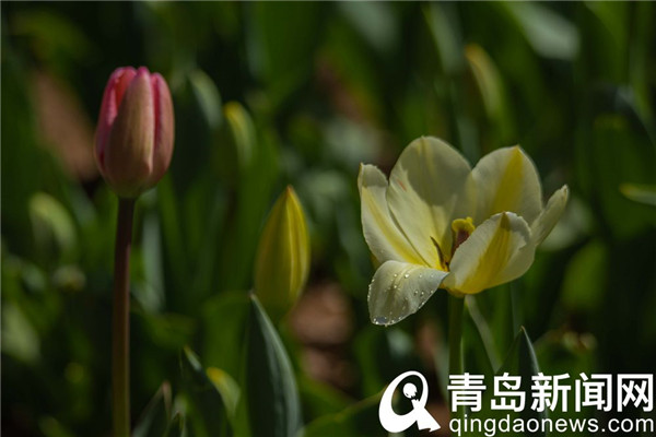 花色雍容亭亭立 中山公园郁金香露芳容