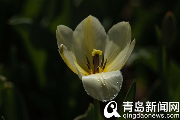 花色雍容亭亭立 中山公园郁金香露芳容