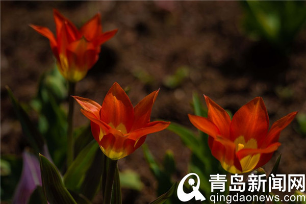 花色雍容亭亭立 中山公园郁金香露芳容
