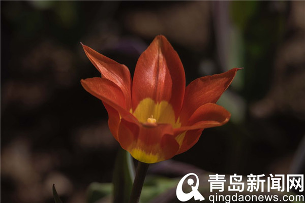 花色雍容亭亭立 中山公园郁金香露芳容