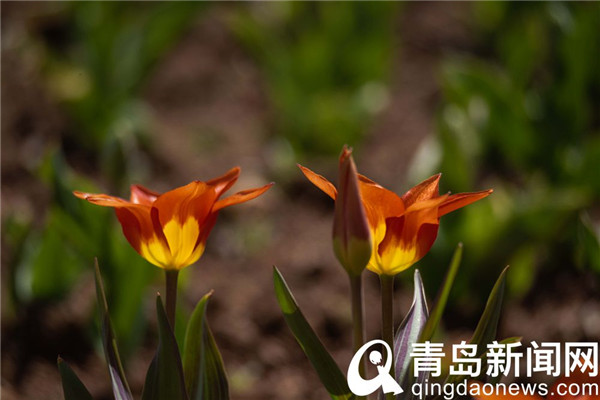 花色雍容亭亭立 中山公园郁金香露芳容