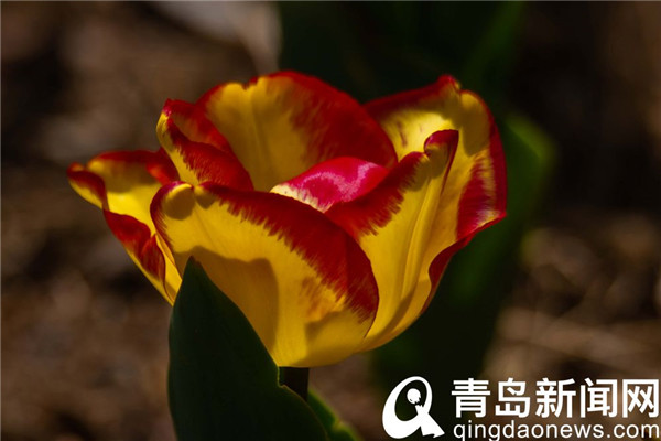 花色雍容亭亭立 中山公园郁金香露芳容