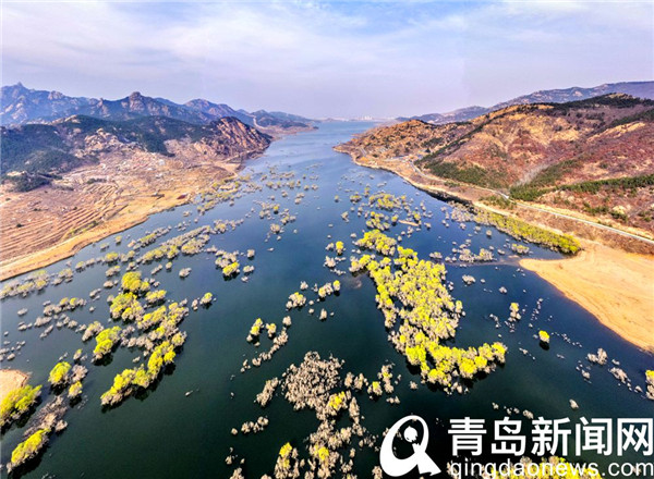 青岛郊外有片水上森林 正是枝头染绿时