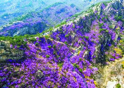 青岛清明赏花全攻略：樱花节主会场设置在中山公园