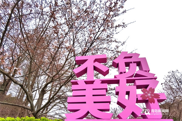 约起来! 首届青岛樱花节来啦 浪漫樱花绽放中山公园