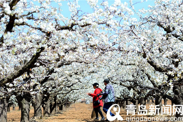 青岛酥梨之乡石梁刘 满园梨花春色撩人