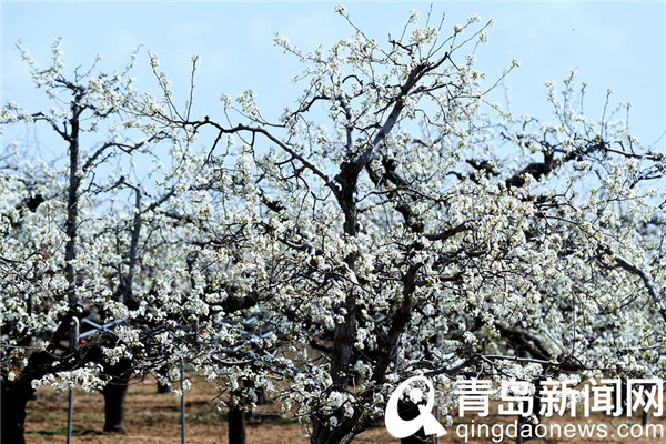 青岛酥梨之乡石梁刘 满园梨花春色撩人