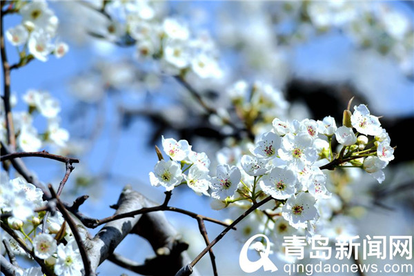 青岛酥梨之乡石梁刘 满园梨花春色撩人