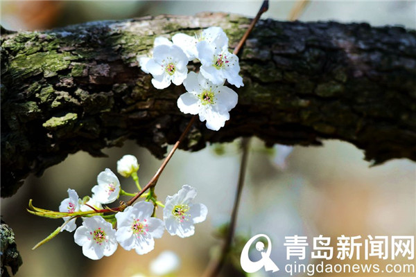 青岛酥梨之乡石梁刘 满园梨花春色撩人