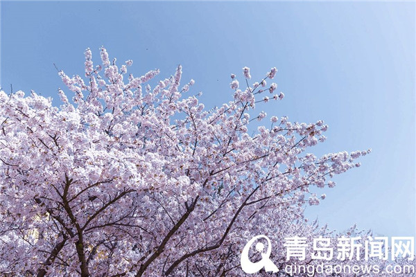 海大樱花迎来唯美时刻 校园赏花可提前预约