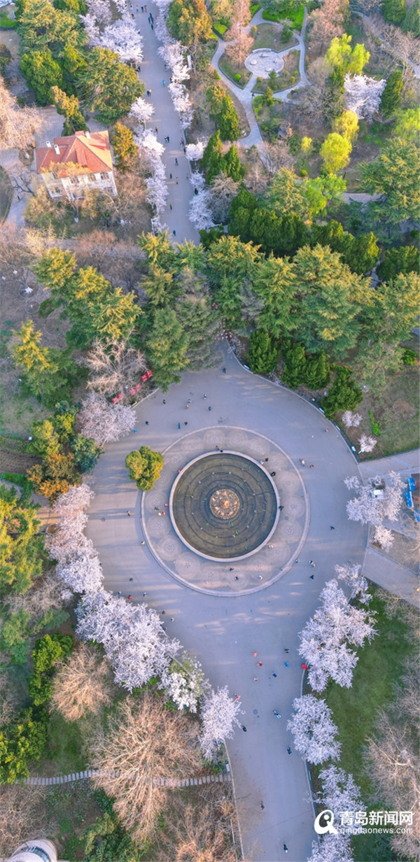 春意如画 高空航拍中山公园的樱花大片出炉 快收藏！