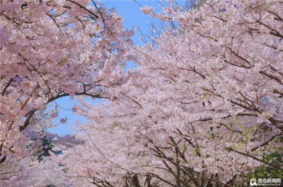 中山公园除了浪漫樱花 美丽的小姐姐纷纷来打卡！