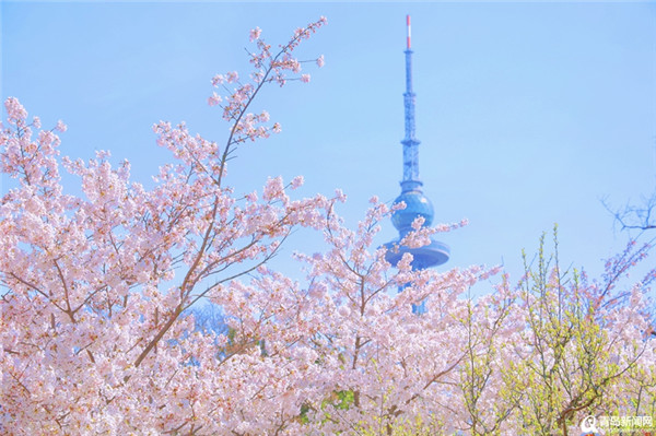 中山公园除了浪漫樱花 美丽的小姐姐纷纷来打卡！