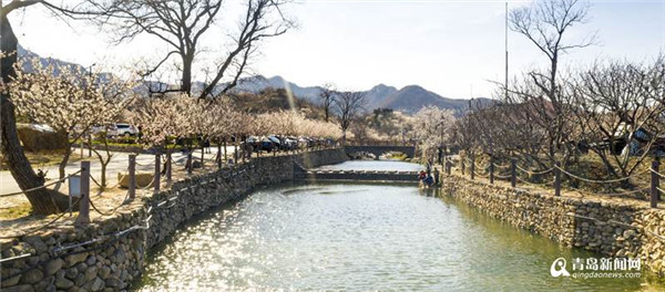 溪水潺潺、鸟语花香…青岛这个乡村旅游景区火了