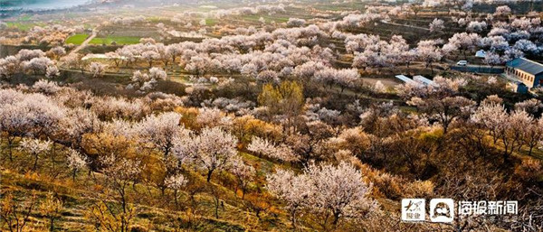 产业兴旺、生态宜居！青岛西海岸新区乡村游从这里启航