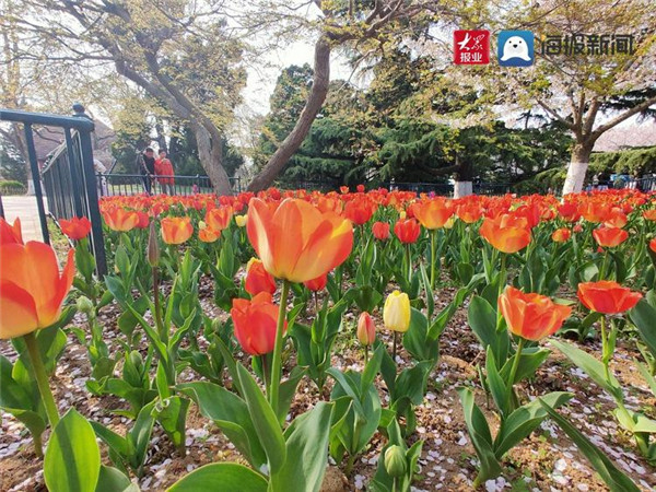 青岛中山公园郁金香花开正盛 引市民纷纷打卡