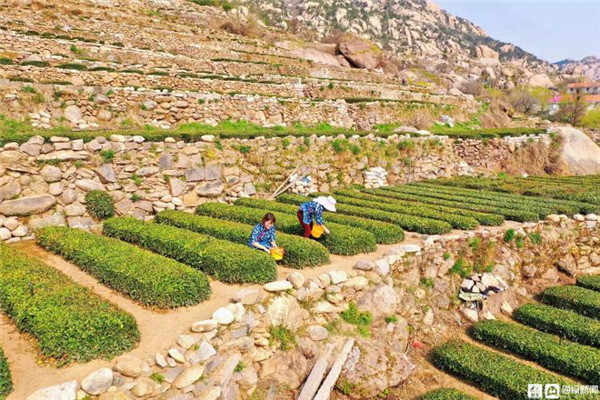 准备尝鲜！ 崂山头茬大田茶即将上市 被誉为“江北第一名茶”