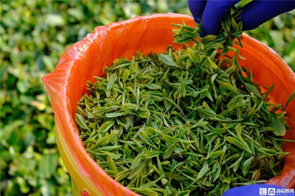 准备尝鲜！ 崂山头茬大田茶即将上市 被誉为“江北第一名茶”