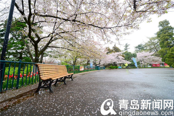 青岛中山公园游人雨后赏樱花 樱花飘洒更有情