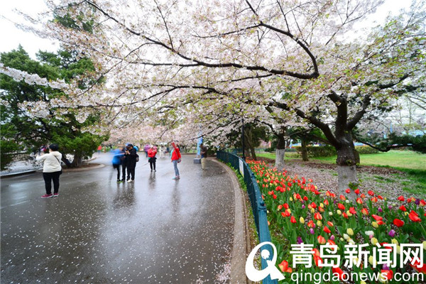 青岛中山公园游人雨后赏樱花 樱花飘洒更有情