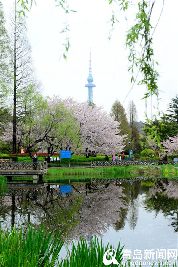 青岛中山公园游人雨后赏樱花 樱花飘洒更有情