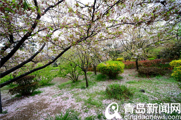 青岛中山公园游人雨后赏樱花 樱花飘洒更有情