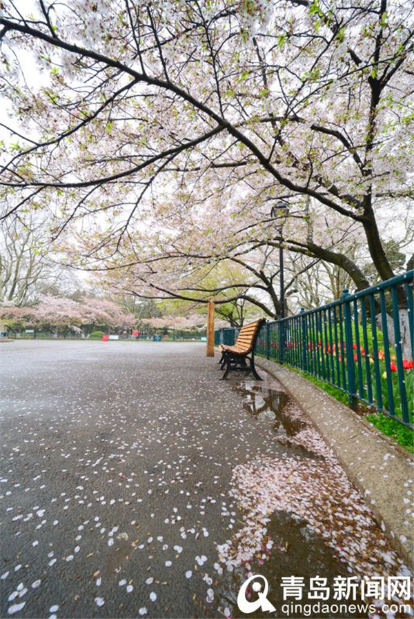 青岛中山公园游人雨后赏樱花 樱花飘洒更有情