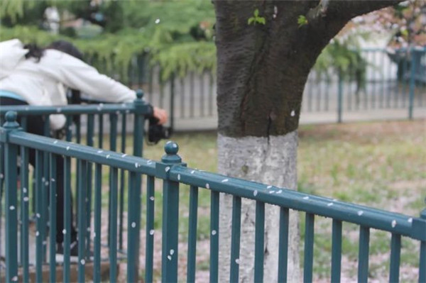 一场风雨后 青岛中山公园的樱花更美啦