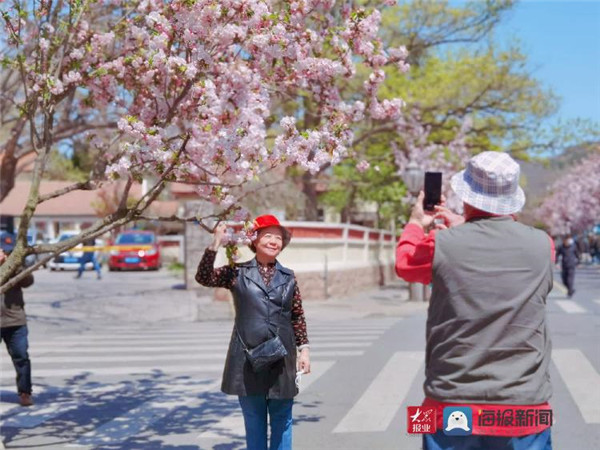 青岛人私藏！四月的八大关海棠花绽放美不胜收