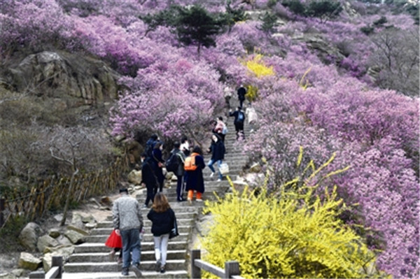 青岛本地游：旅游市场关键驱动力