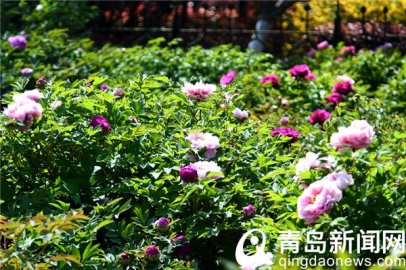 山科大校园牡丹绽放加入花季 雍容华贵气度不凡