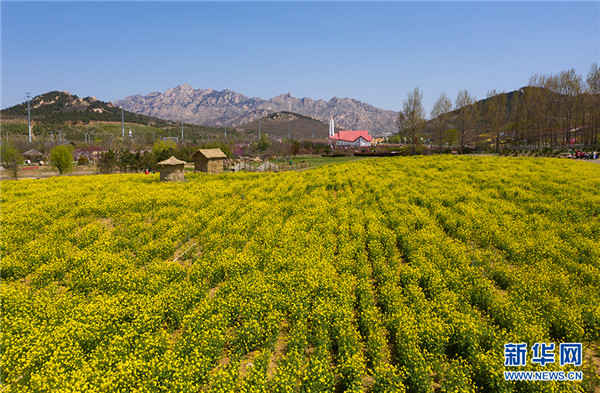 周末赏花再添打卡地 西海岸油菜花开成海