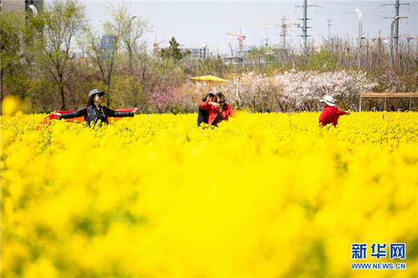 周末赏花再添打卡地 西海岸油菜花开成海