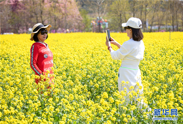 周末赏花再添打卡地 西海岸油菜花开成海