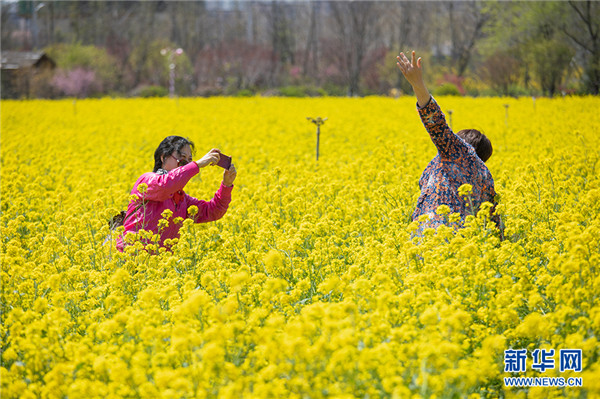 周末赏花再添打卡地 西海岸油菜花开成海