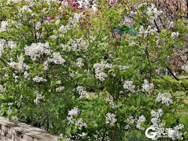 谷雨时节，看百般红紫斗芳菲