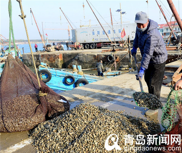 又到红岛蛤蜊肥美季 码头上一派繁忙景象