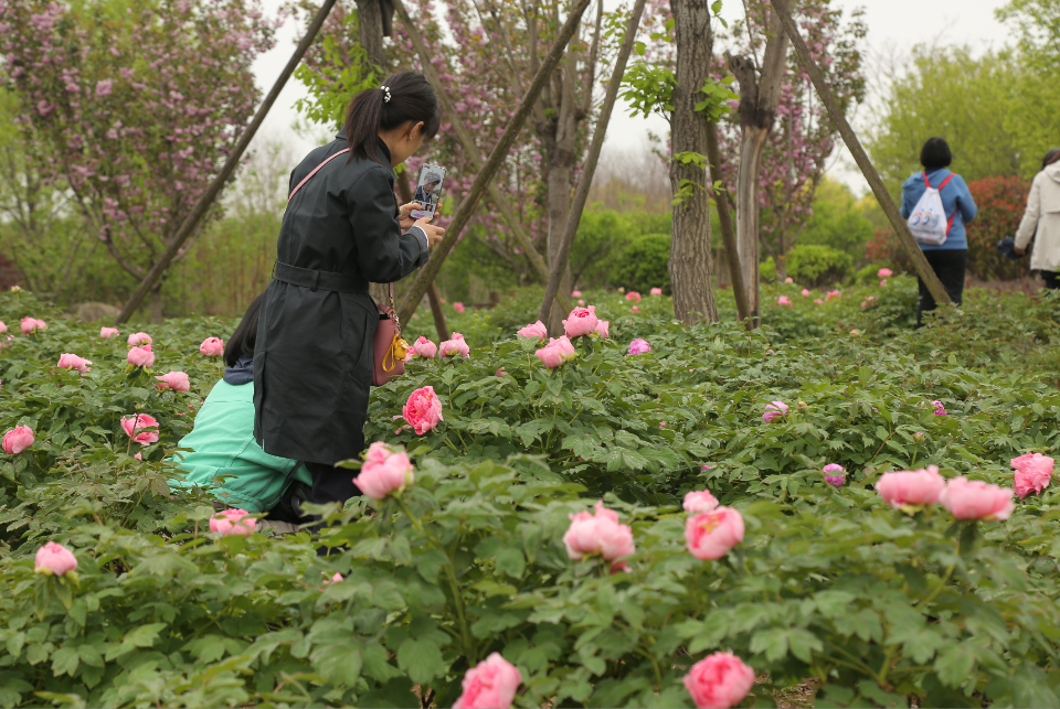 千余品种牡丹、芍药绽放 青岛国际牡丹产业园迎来赏花季