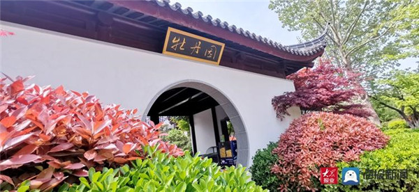 春风拂面花草香 青岛市国学公园牡丹花开繁似锦