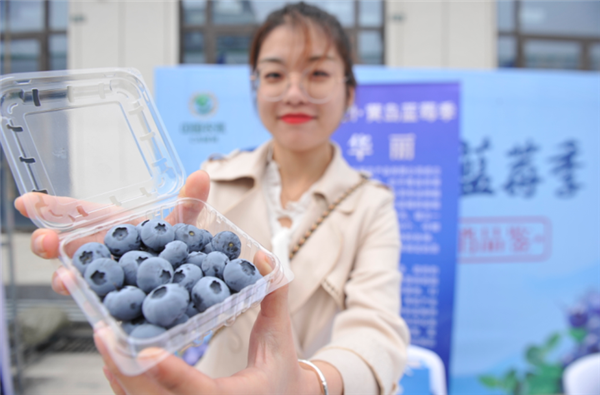 青岛西海岸新区“黄岛蓝莓季”开幕 采摘节即将启动