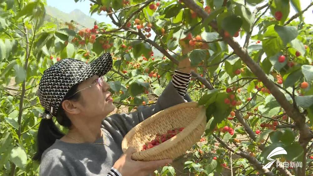 青岛北宅樱桃陆续进入成熟期 快来尝鲜