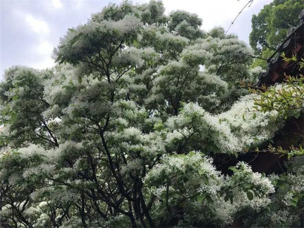 五月“飘雪” 青岛这棵百年古树开花…太美了