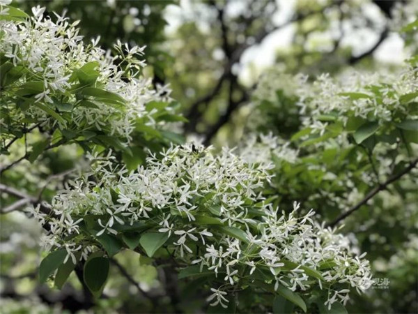 五月“飘雪” 青岛这棵百年古树开花…太美了