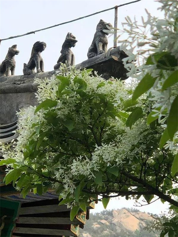 五月“飘雪” 青岛这棵百年古树开花…太美了