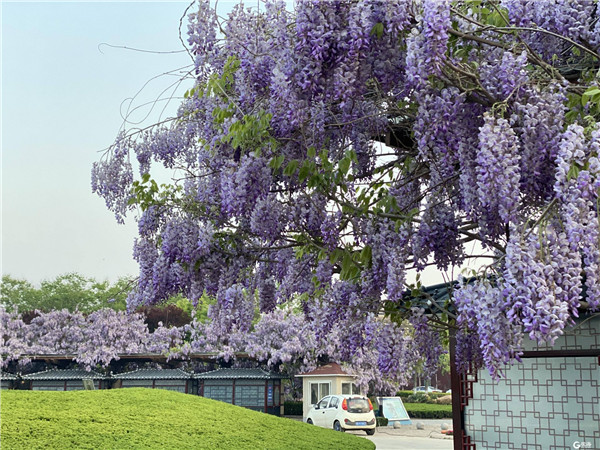 紫藤临水映佛塔 胶州大沽河景区美如画卷