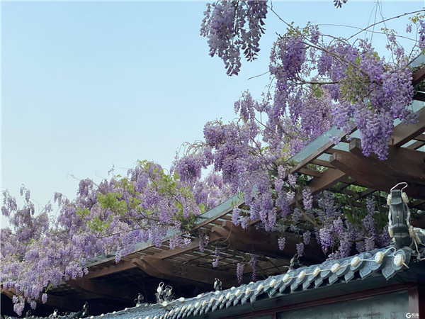 紫藤临水映佛塔 胶州大沽河景区美如画卷