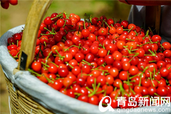 青岛本地樱桃进入丰收期 一年一度的樱桃采摘游正式开启