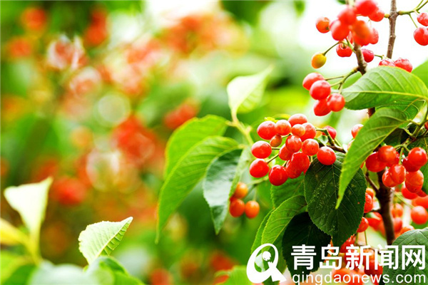 青岛本地樱桃进入丰收期 一年一度的樱桃采摘游正式开启