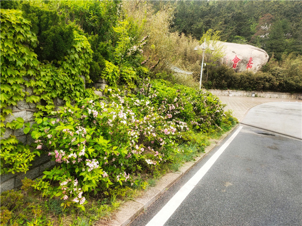 崂山巨峰：锦带花开，绚烂多彩